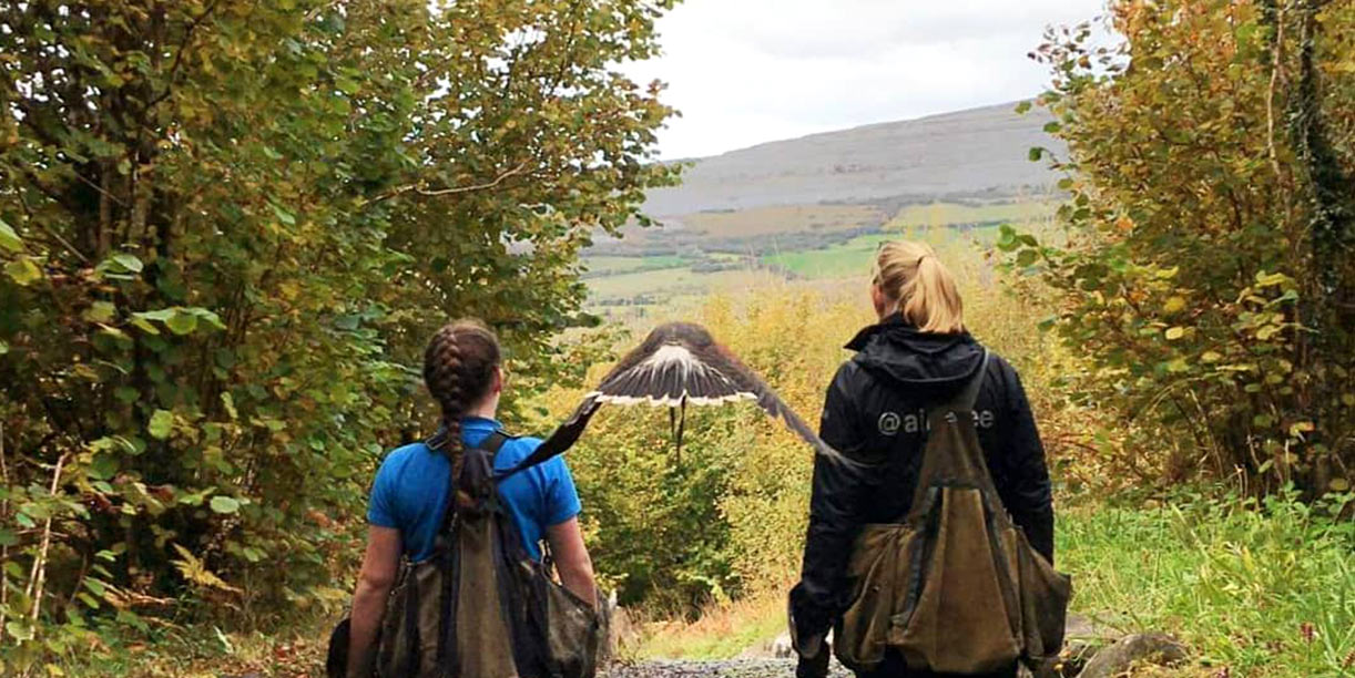 Vulture Conservation​ Ireland, Aillwee Burren Experience