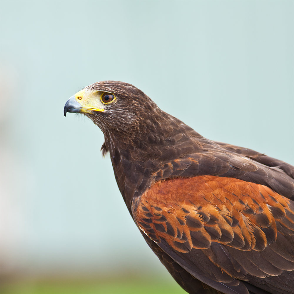 https://aillweeburrenexperience.ie/wp-content/uploads/2021/09/Harris-Hawk.png