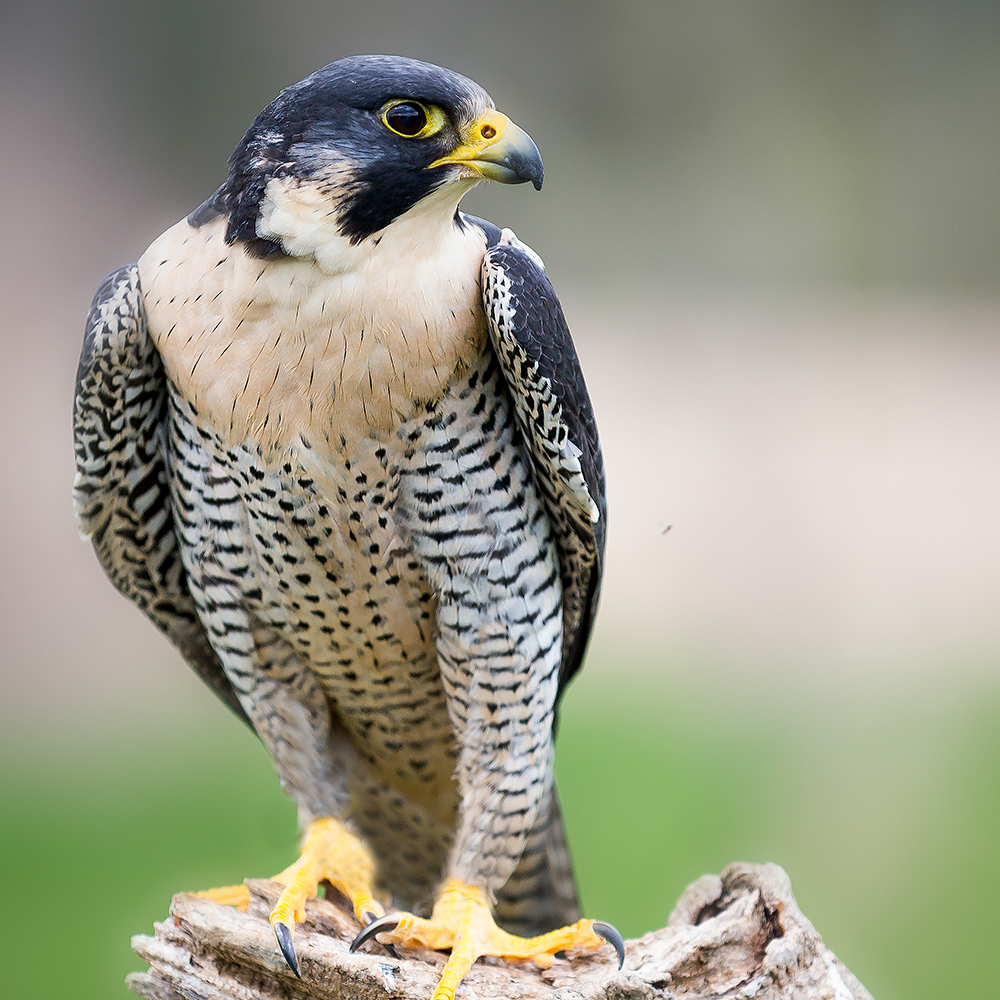 https://aillweeburrenexperience.ie/wp-content/uploads/2021/09/Peregrine-Falcon.png