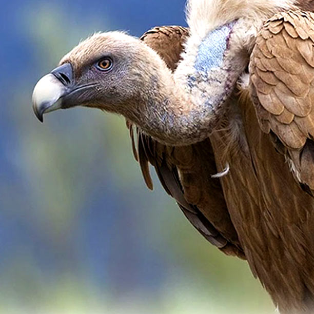 https://aillweeburrenexperience.ie/wp-content/uploads/2021/09/vulture-conservation-612x612-3jpg.jpg
