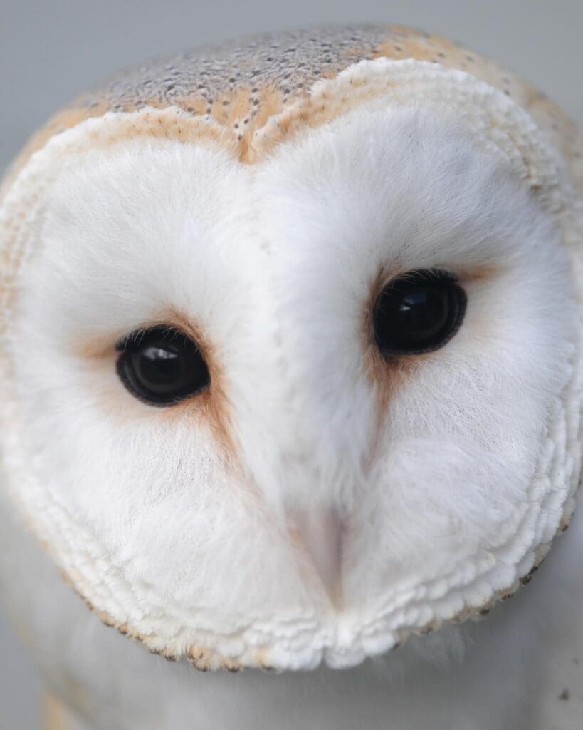 - Birds of prey centre, the burren, snowy owl