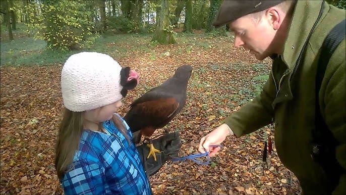 - AILLWEE-HAWK-WALK-WITH-GIRL