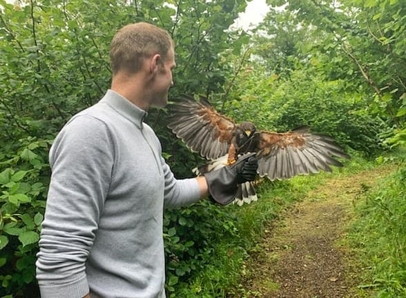 - AILLWEE-HAWK-WALK2