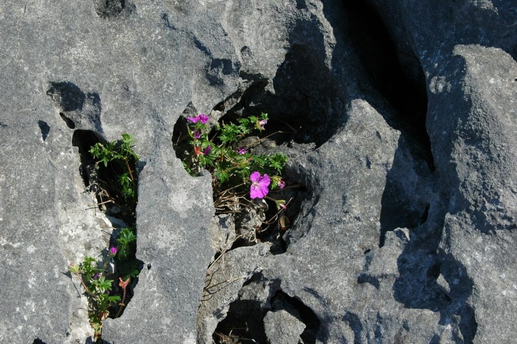 - The-Burren-flowers-county-clare-ireland