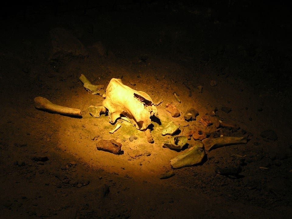 - ailwee-cave-burren-bear-bones2