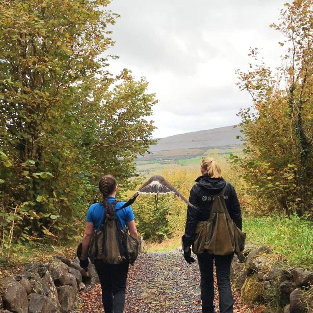 - HAWK WALK Ireland