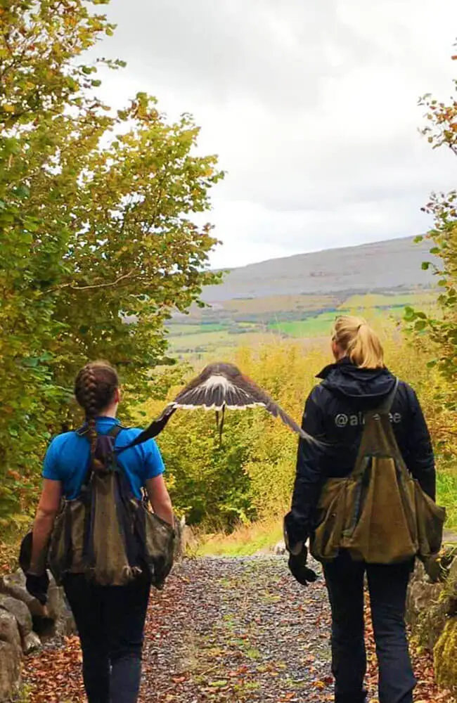 Aillwee-Bear-hawk-walk