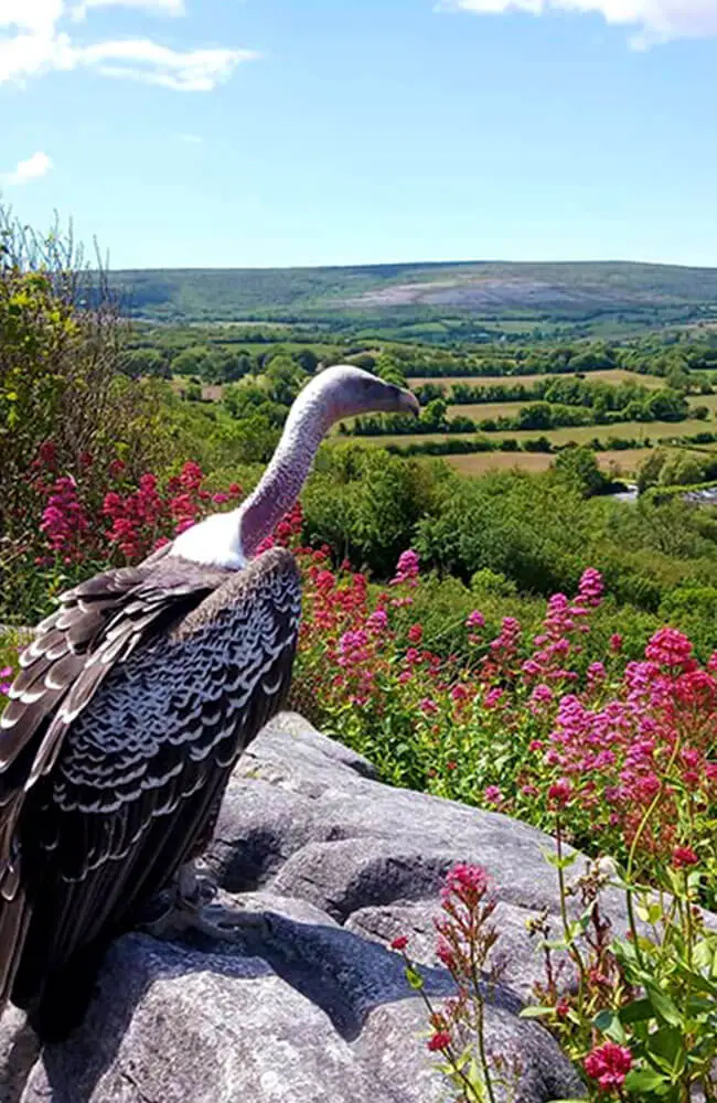 Aillwee-Gallery-Vulture2