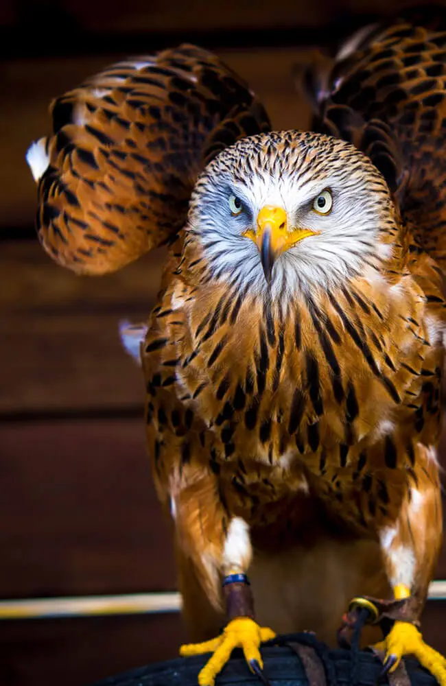 Aillwee-Gallery-bird-of-prey