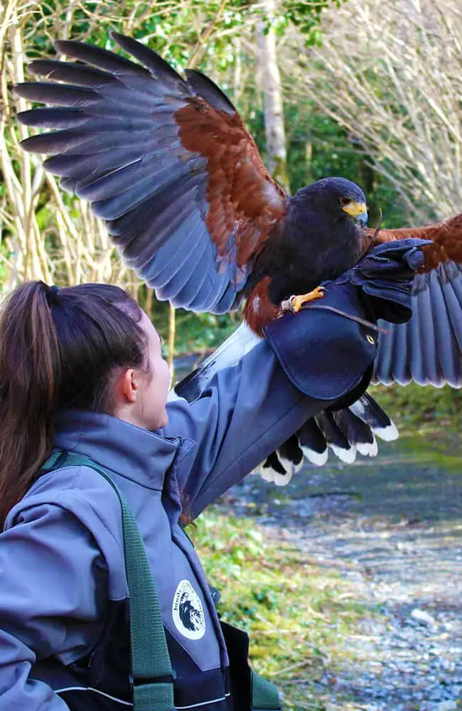 Aillwee-Gallery-birds-of-prey-trainer