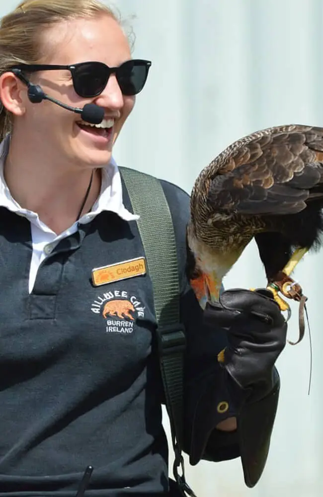 Aillwee-Gallery-birds-of-prey-trainer2