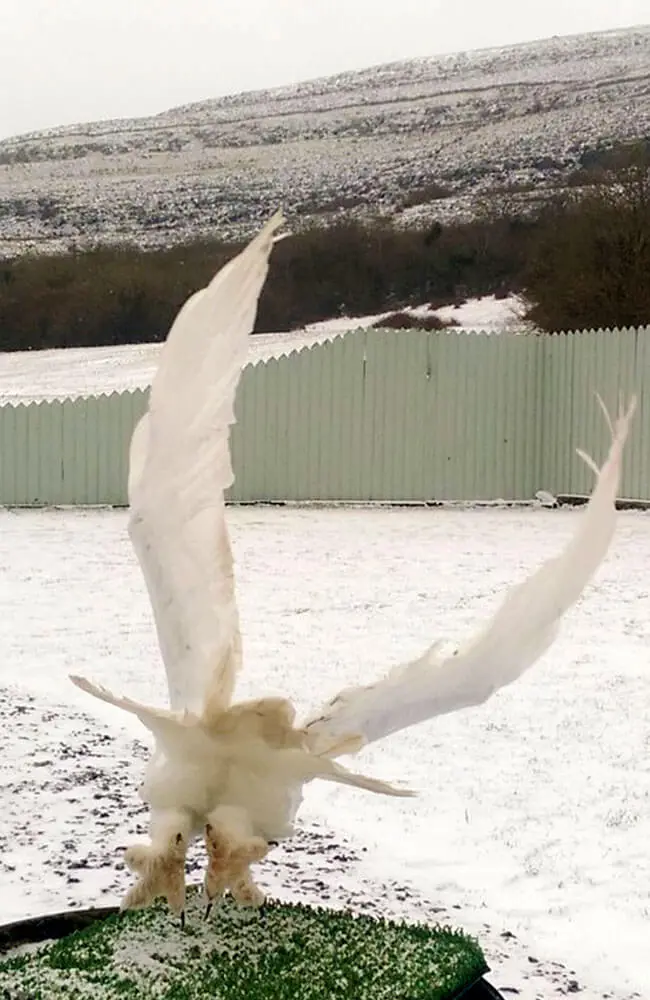 Aillwee-Gallery-birds-of-prey-winter